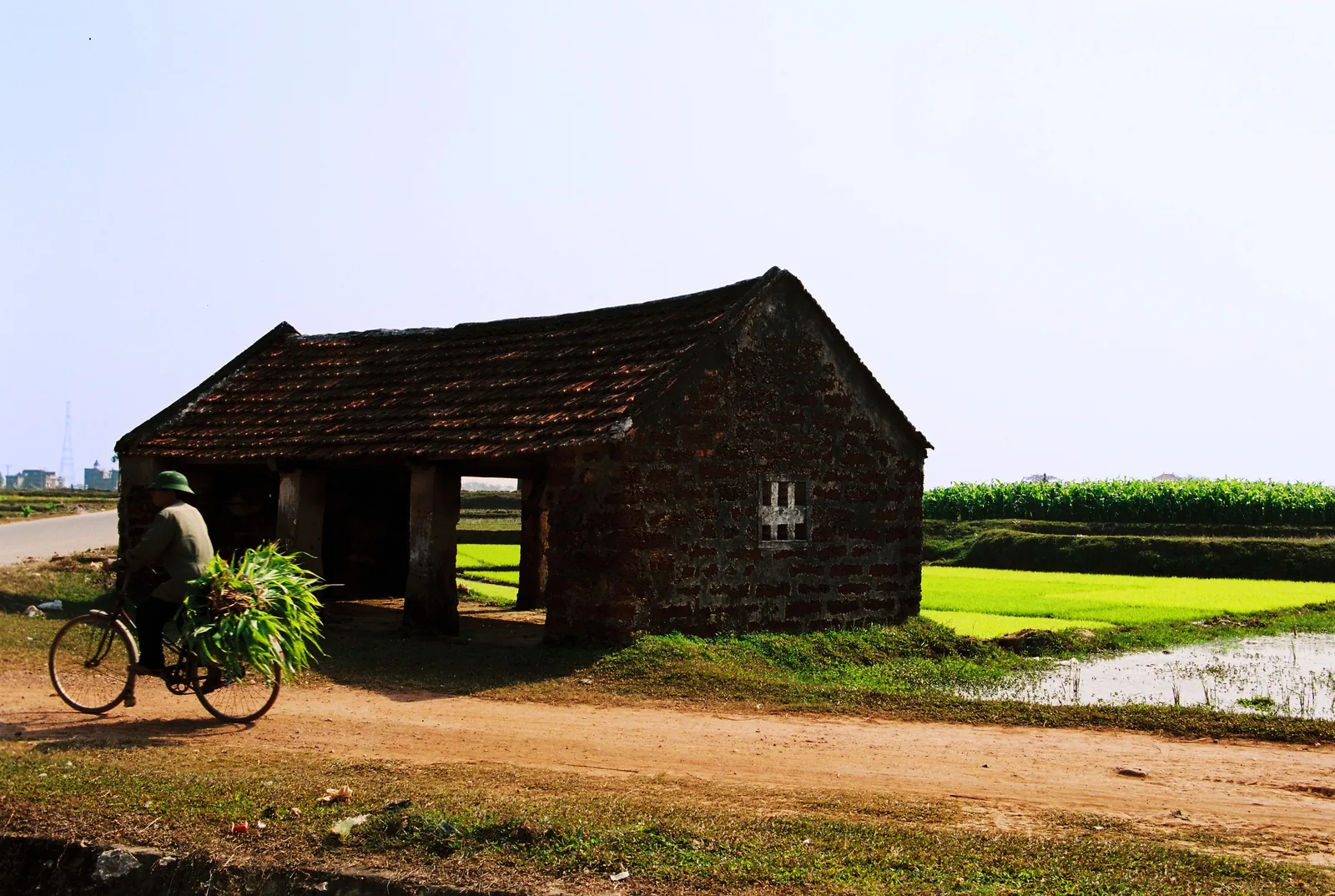 A cyclist carrying green fodder rides past an old brick house beside rice fields in rural Hanoi.