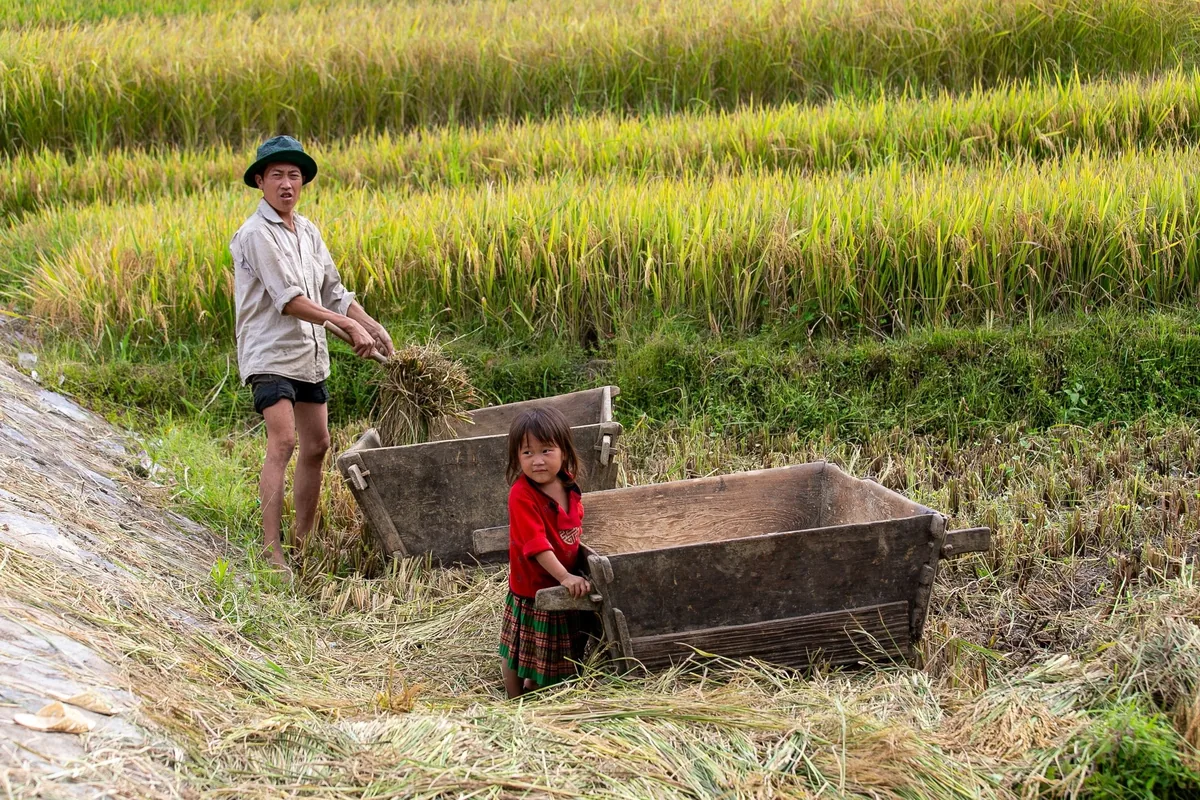 A farmer and a young girl harvest rice by hand beside wooden threshing boxes in Sapa's terraced fields.