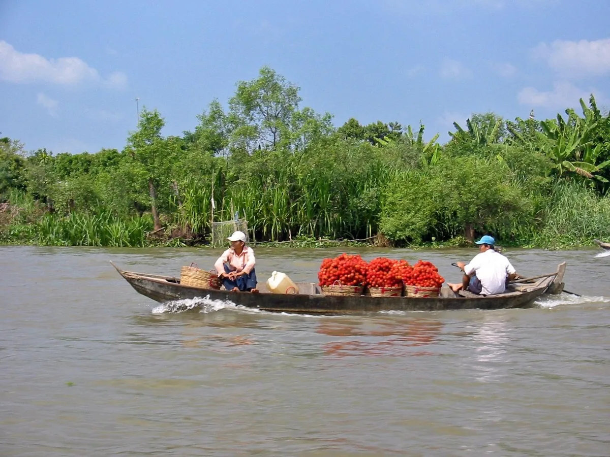 A wooden boat loaded with baskets of red tomatoes glides along a river in the Mekong Delta.