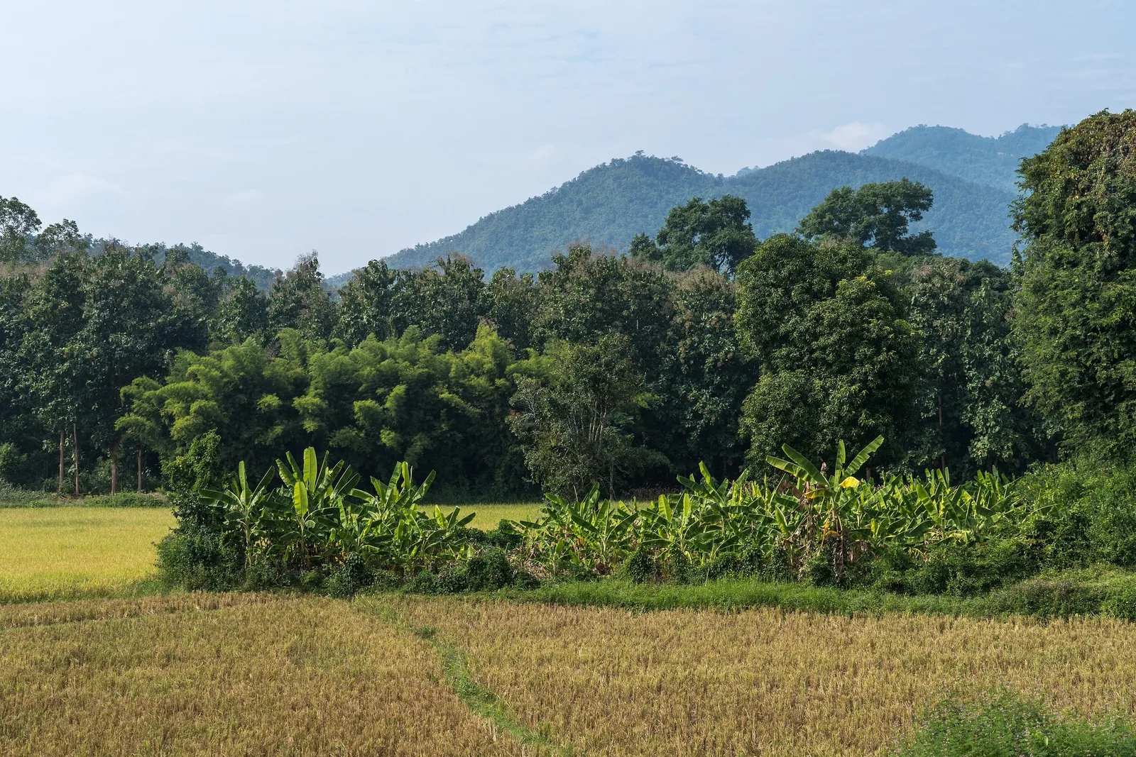 Golden rice fields and banana trees border a bamboo grove with forested mountains behind in Luang Prabang province.