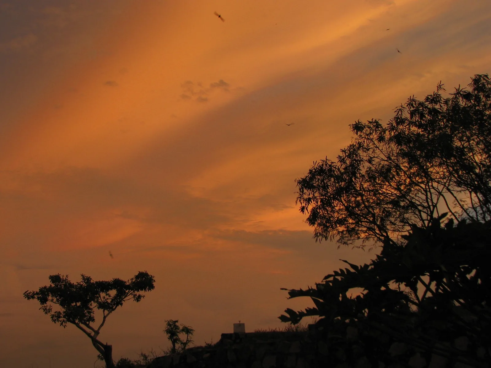Silhouetted trees and birds against a vivid orange sunset sky over the Mekong Delta.