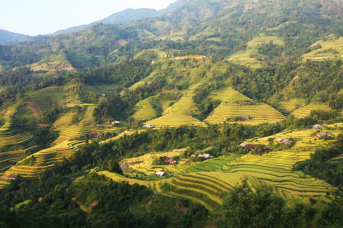 Golden terraced rice fields cascade down mountain slopes with small hamlets in Hoang Su Phi, Ha Giang.