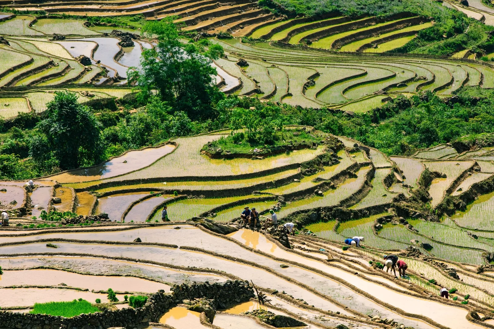 Farmers work amid the flooded, curving terraced rice fields on the hillsides around Sapa.