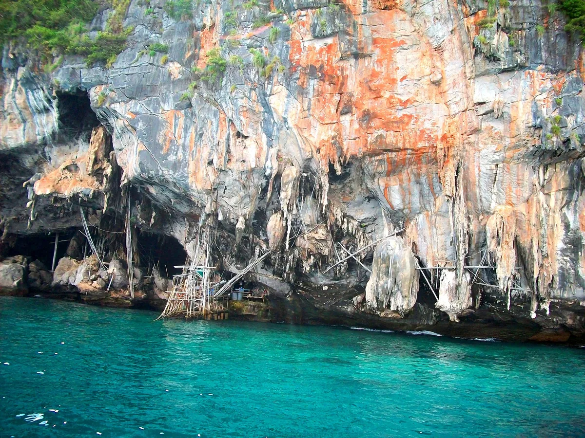 Bamboo scaffolding for harvesting bird's nests clings to a limestone cave wall above turquoise water in Krabi.