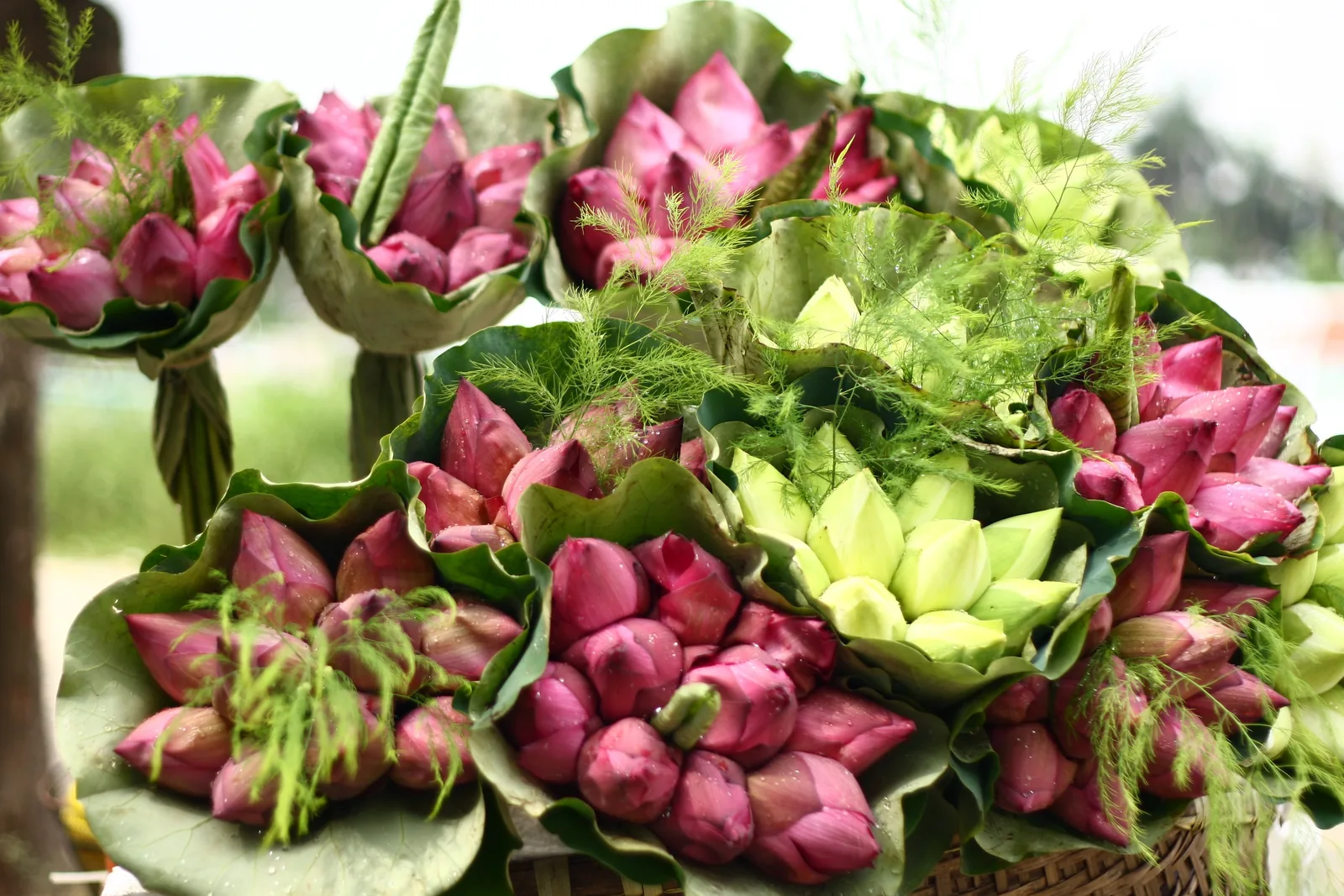 Bundles of pink lotus flower buds wrapped in leaves for sale in Hanoi.