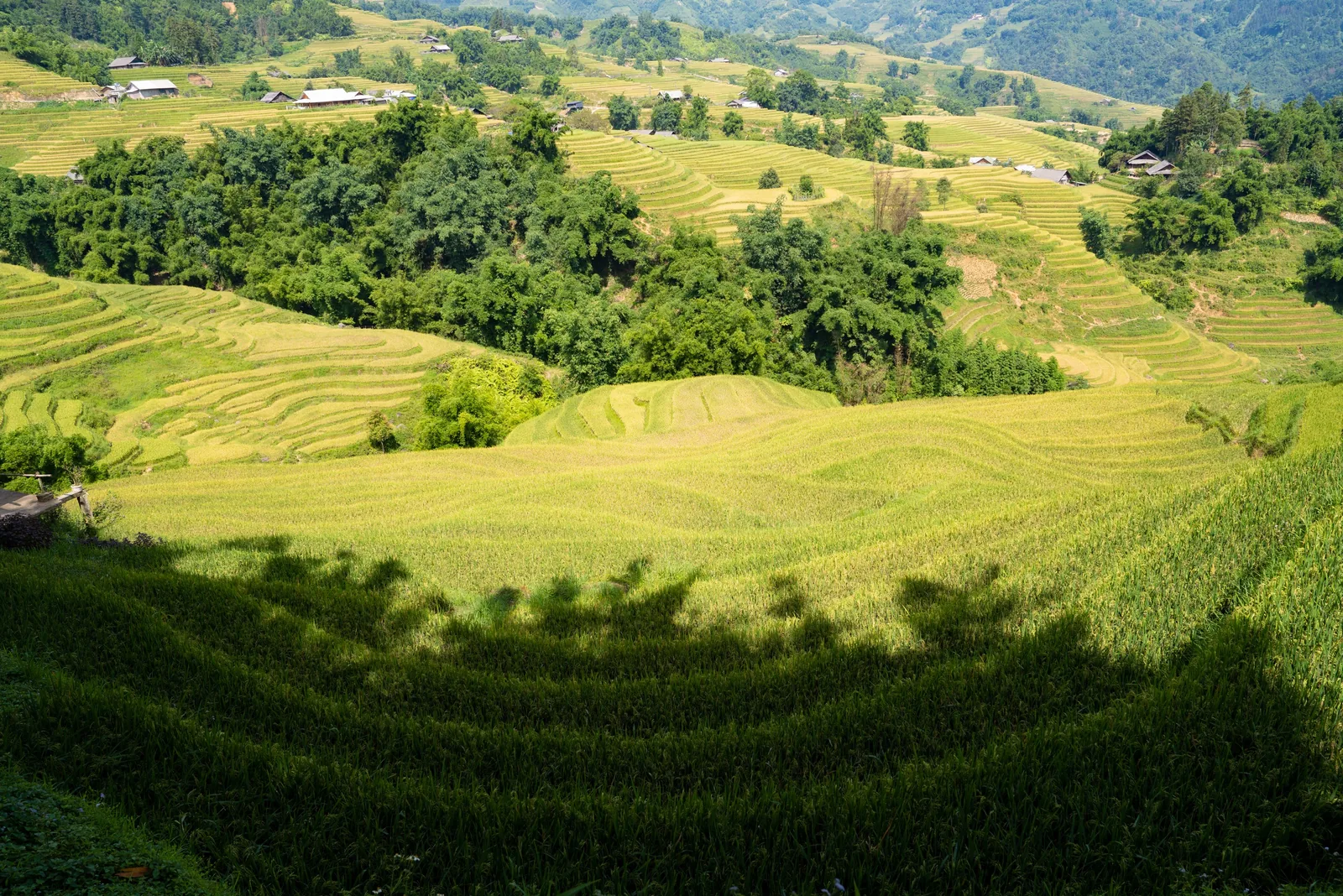 Golden rice terraces sweep across a valley near Fansipan in Lao Cai, dotted with small hillside villages.